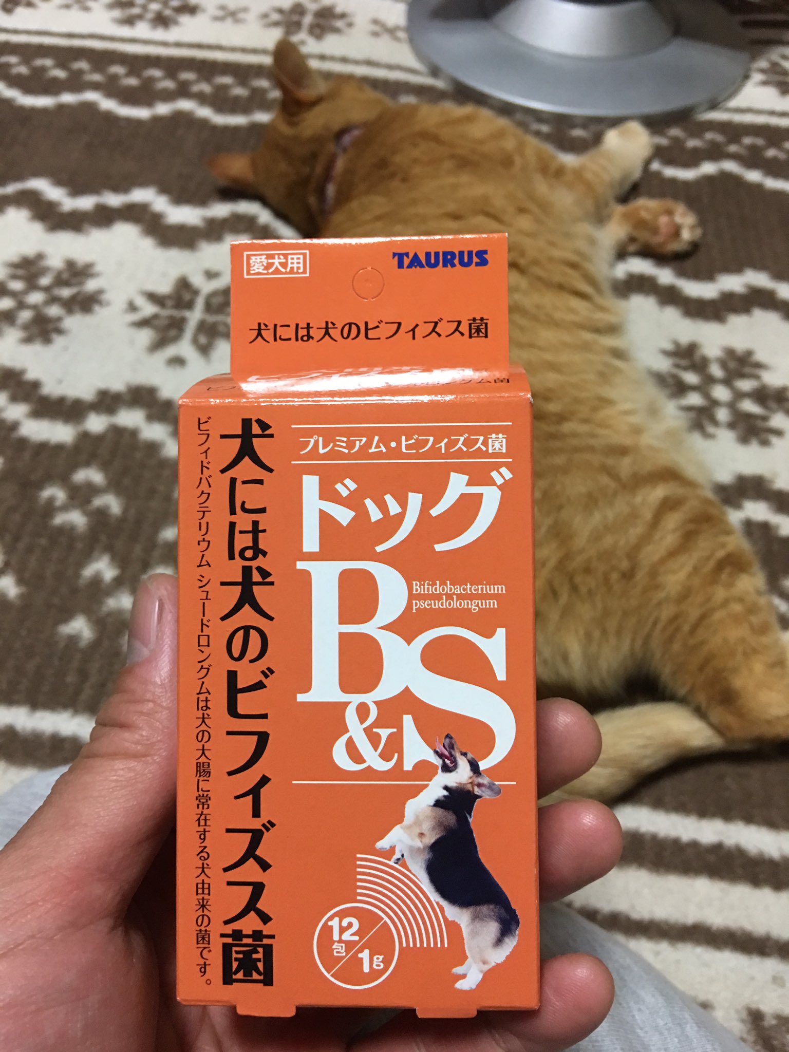 A K Ktm Twitter પર 冷えなのか 食あたりなのかわからないが 下痢ッピ止まらないうえにお尻舐めすぎて痛そうなので犬生初おむつ 何故か散歩ではウンチしないのにオムツ着けると中でするという D 犬用整腸剤でお腹整え中 芝犬 おじいちゃんワンコ 冷える