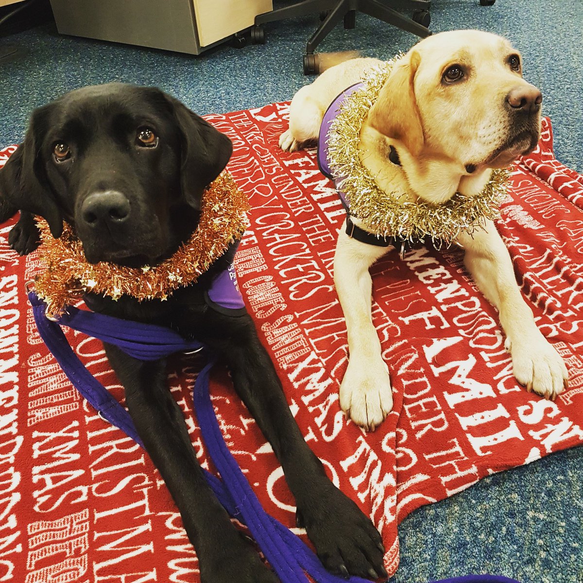 Yarna and Toffee keeping us company at the Telegraph Charity phone in today! We are taking donations on 0800 117 118 for @fareshareuk <a href="/missingpeople/">Missing People</a> <a href="/canine_partners/">Canine Partners</a> Give us a ring!