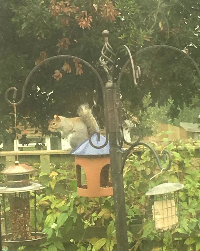 Andys_Instagram's tweet photo. Today’s visitor :-) #Bexhill #Instagram #Sussex #Instalife https://t.co/1nrW7trpFf