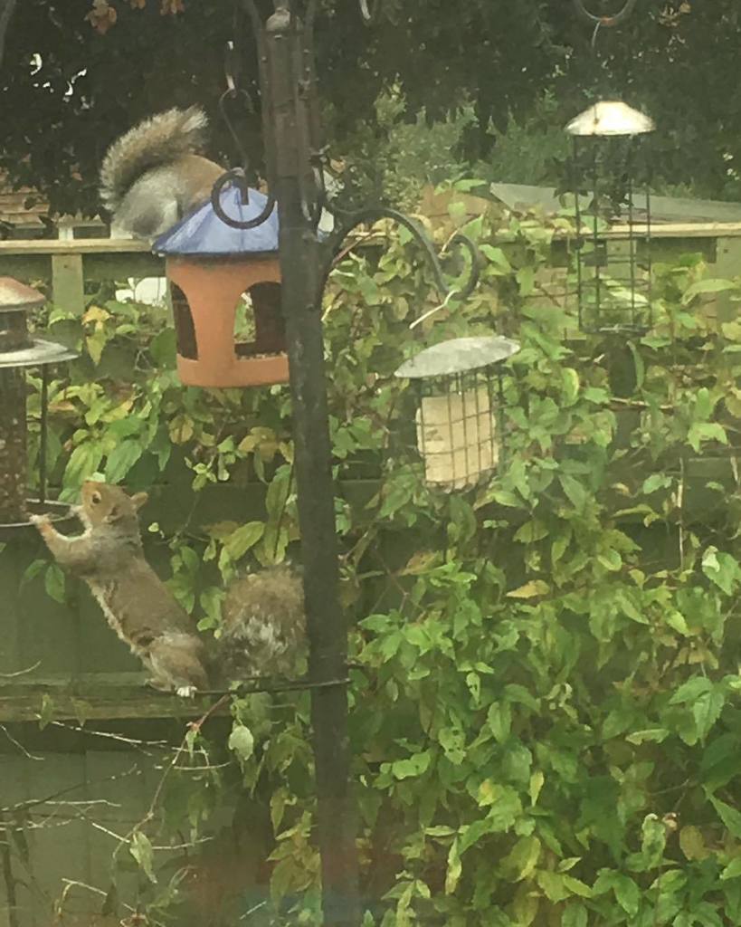 Andys_Instagram's tweet photo. Today’s visitor :-) #Bexhill #Instagram #Sussex #Instalife https://t.co/QVu0dicppZ