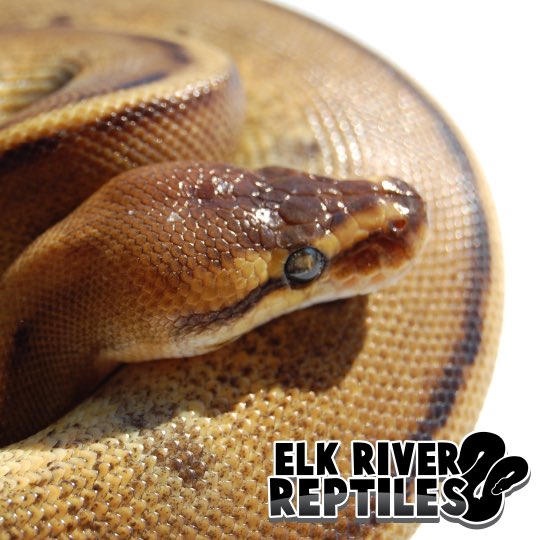 elkriverreptile's tweet image. Gorgeous Genetic Stripe Female - #ballpythonsofig #ballpython #ballpythonbreeder #ballpythonmorphs #snakes #elkriverreptiles