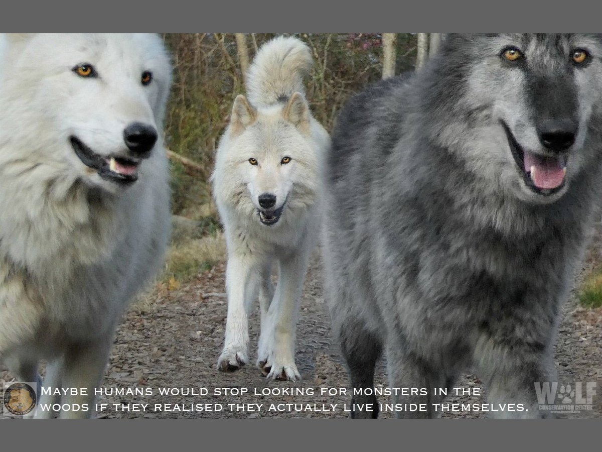 Htth16Htth's tweet image. So true. #StopKillingWolves #StopKillingPredators #WarOnWolves #BanTrophyHunting #BanTrophyKilling

facebook.com/HTTHBanTrophyH…