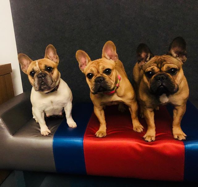 AloftChicago's tweet image. How cute are these furry guests? Why look for a dogsitter when going on vacation, when you can bring them along! #alofthotels #puppies #Frenchie