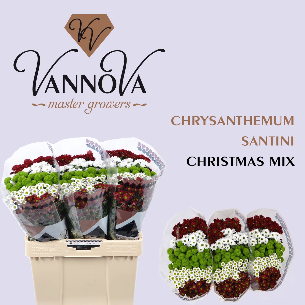 Vanaf maandag 4-12 op beide klokken en #Floramondo webshop