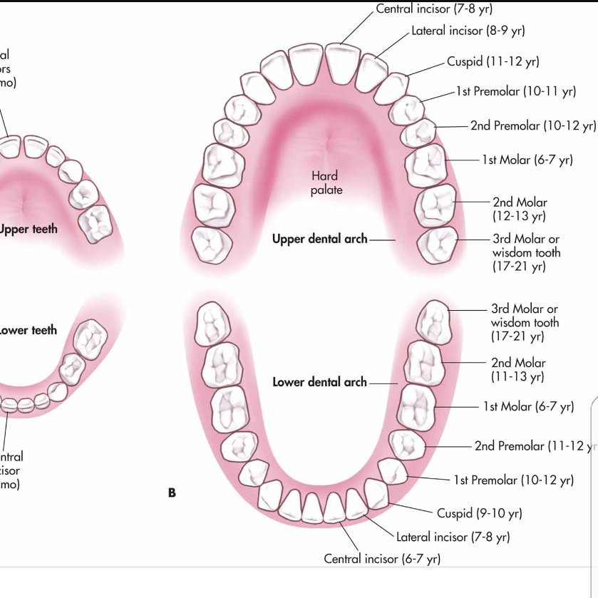 EllenGene_Dent's tweet image. Reduce frequency of sugar intake for your child to avoid tooth decay as early loss of baby teeth may lead to crowding. #healthtip #dentistry