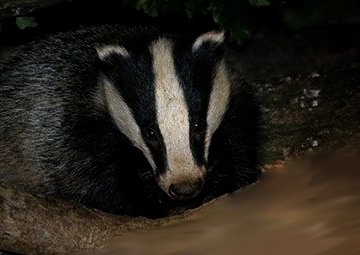 The new house comes with its own garden cat!