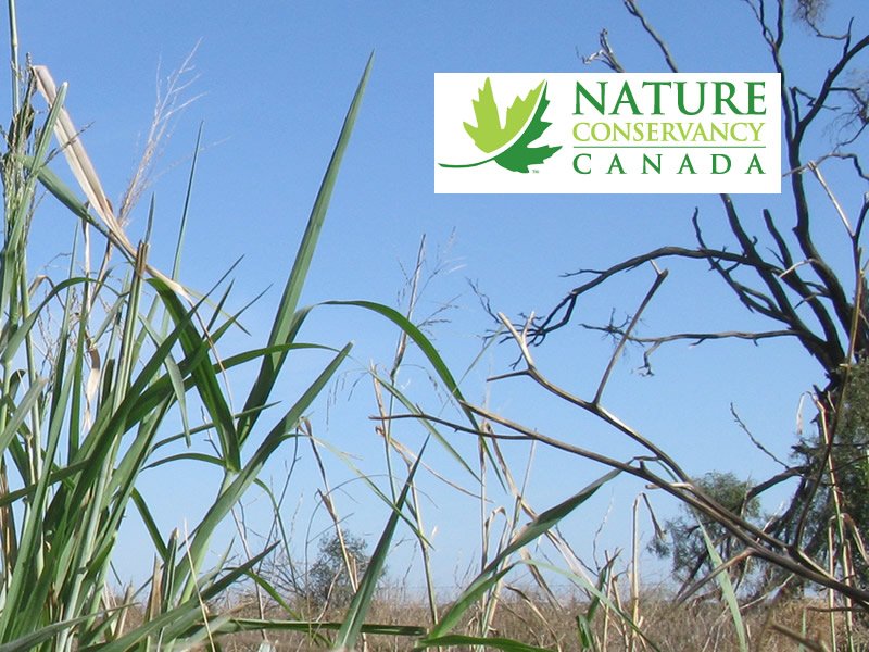 Nature Conservancy Adds to Protected Land in Saskatchewan dlvr.it/Q46WPl https://t.co/xEEGc8Eg2i