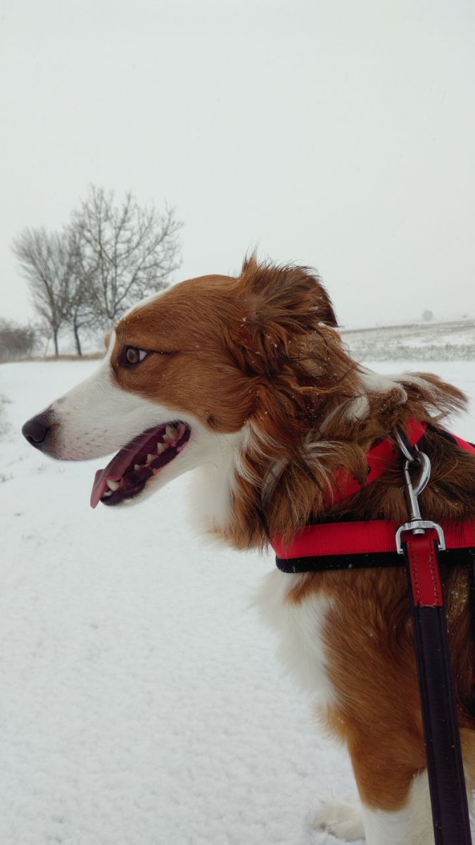 Erster richtiger Schnee und Hope mag ihn nicht trotzdem einen schönen ersten Advent