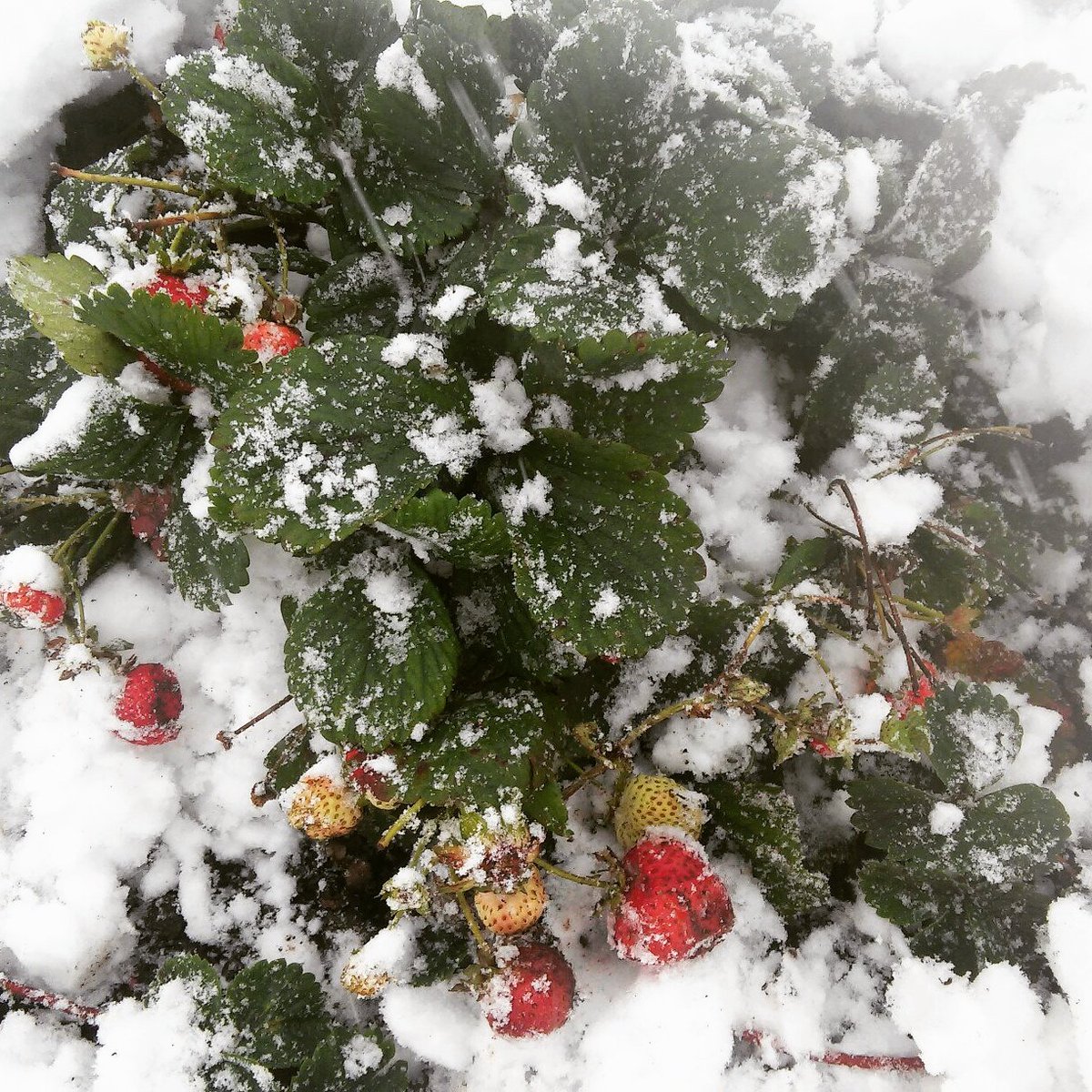 Выпал снег в феврале. Снег в декабре. Снег выпал только в декабре. Выпал снег открытка. Зимы зимы ждала природа снег.
