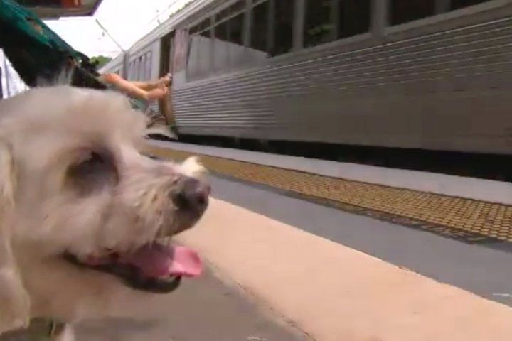 'D*ckhead' escape dog somehow knows how to catch trains all over town

feeds.mashable.com/~r/Mashable/~3…