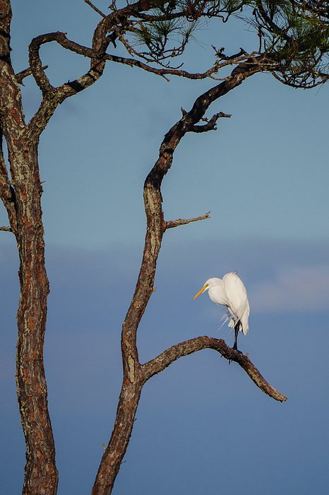 stalkinglight's tweet photo. New artwork for sale! - "Great Egret" - https://t.co/fgihdrbQYy @fineartamerica https://t.co/2GXGMuPI9R