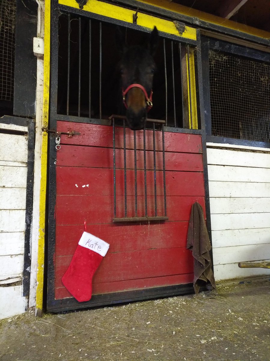 bradmccallum's tweet photo. Christmas season has started here at #WBDStable. Stocking are hung and treats are made https://t.co/zqKBMd3rrO