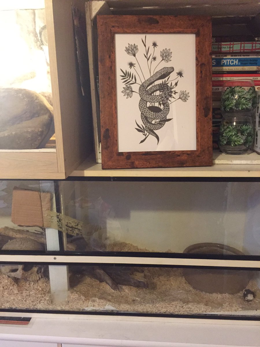 So happy with my gorgeous print from <a href="/witchcraftsx/">Witch Crafts</a> thank you @jesgutteridge - now living happily above my own actual snake &amp; no1 bae Princess Maggie 👑🐍 🙌🏽😍✨