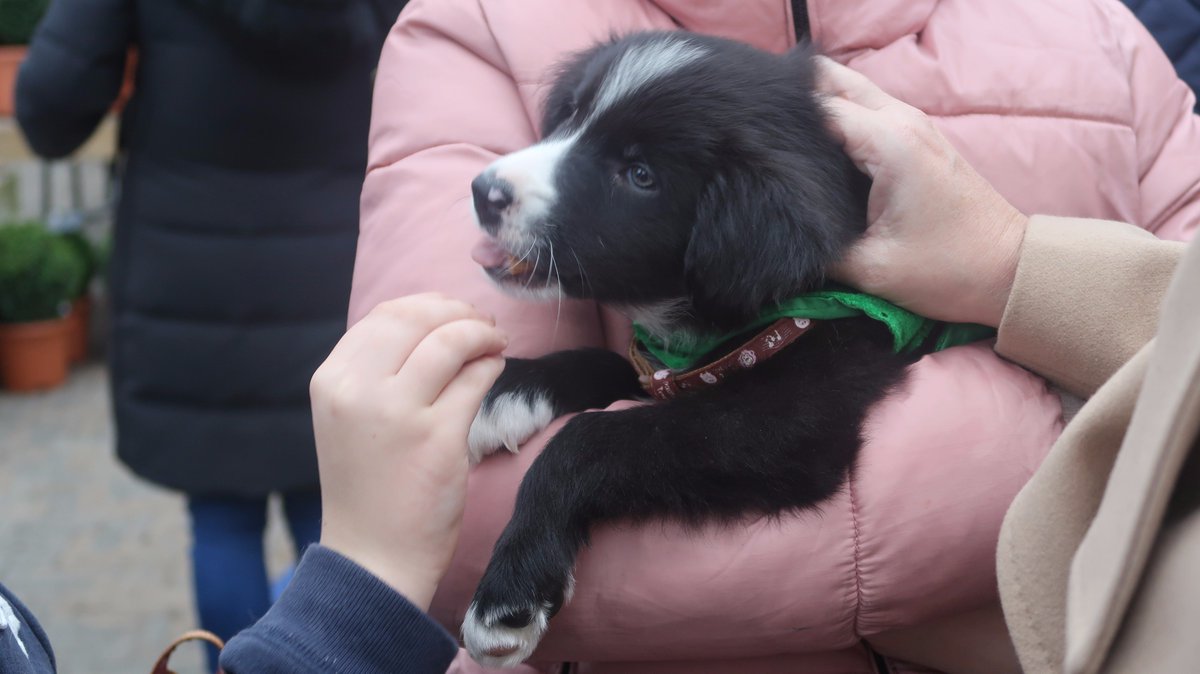 TheOrchardHGC's tweet photo. Dog Angels Ireland and TNR West Dublin are here today! Please come and support them to help them find homes for these very special dogs! #LoveYourPets https://t.co/57ZPaqGO1u