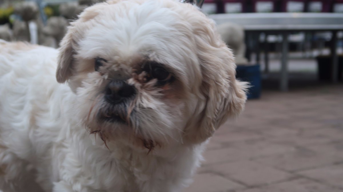 Dog Angels Ireland and TNR West Dublin are here today! Please come and support them to help them find homes for these very special dogs! #LoveYourPets