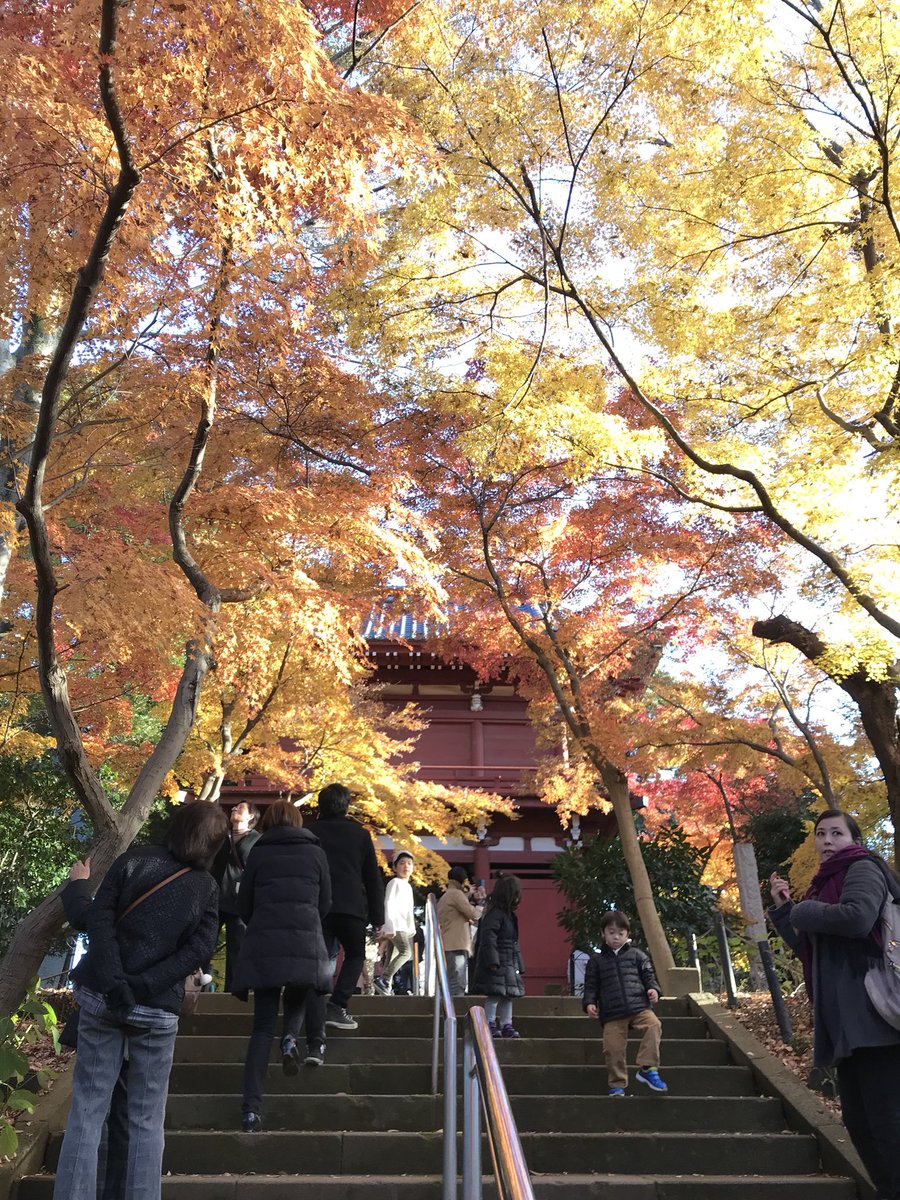 MARIfromJP4's tweet photo. Last #autmunleaves in 2017. And welcome Xmas seasons. #JapaneseTemple #coloful #redandyellow https://t.co/2QLXBKulH5