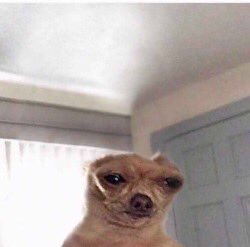 beyonseh's tweet photo. my two brain cells looking at each other after waking up this morning trying to figure that out wtf is going on https://t.co/bVzqoIivq1