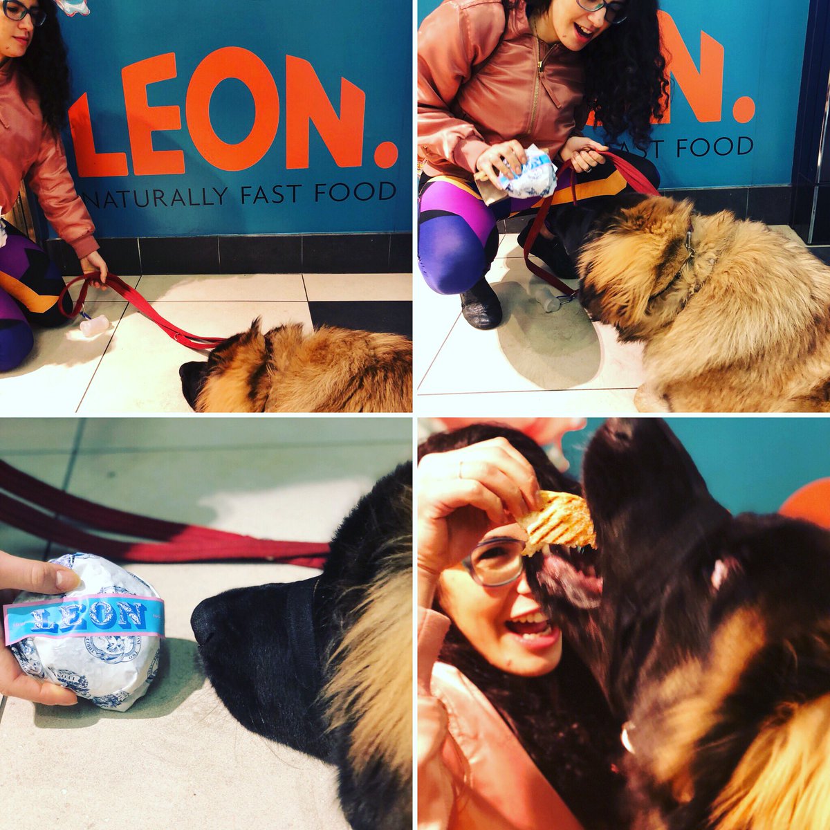 We’ve wanted to do this since before we got him. Our Leonberger, Chewbacca, enjoying a Leon Burger from .@leonrestaurants