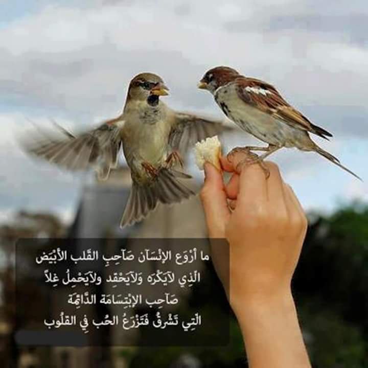 💐مي🌷mai 🎉 🌻⭕️🌻 (@a07471766) on Twitter photo 