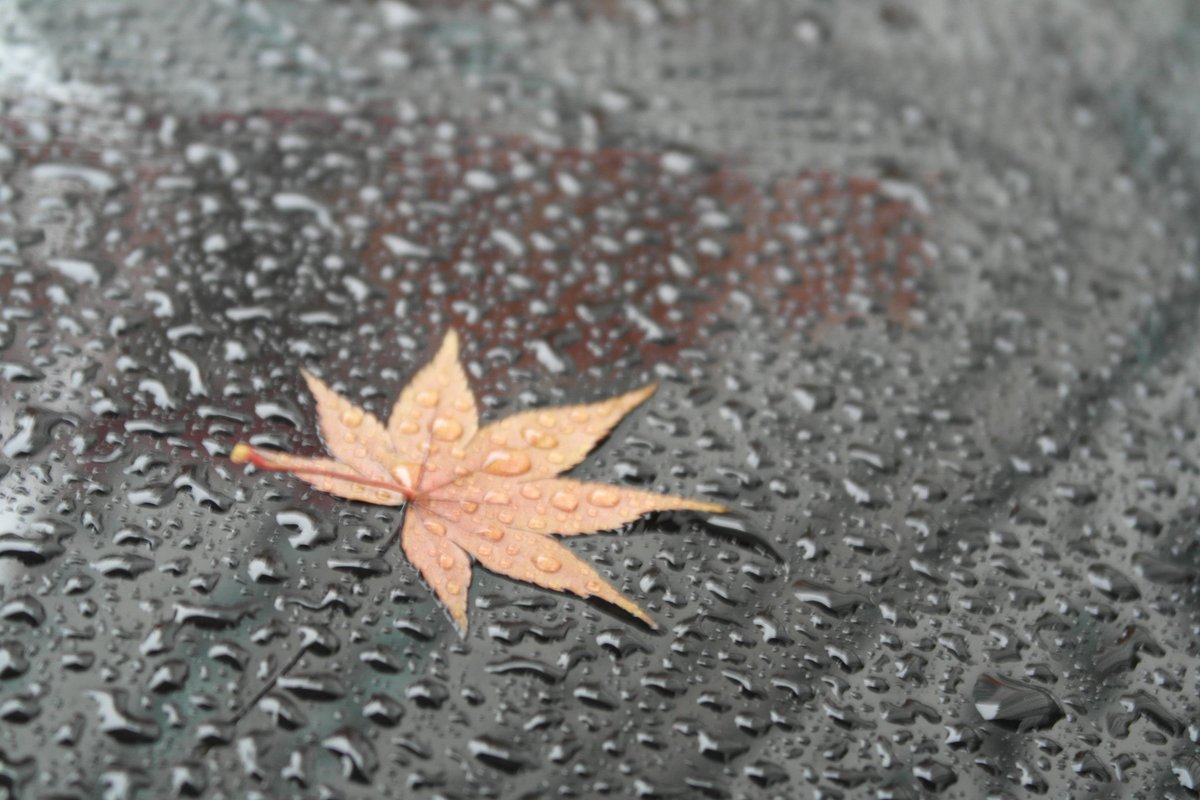 '해를 안고 걸으면 그림자가 따라오지만, 해를 등지고 걸으면 그림자를 밟게 되는 것'이 삶의 이치라며 지난 일에 머물지 말라고 한다. 어느 날 문득 찾아와 삶을 흔들고 있는 고통을 마침내 놓아버릴 수 있는 용기가 생기면, 내 안으로의 기나긴 여행을 끝내고 잠시나마 정착할 수 있는 날이 올까..