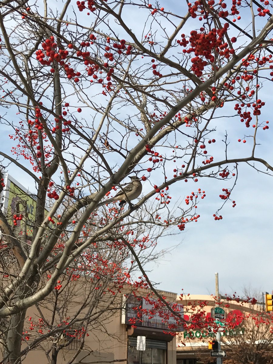 longhandnotes's tweet photo. Has the mockingbird
On the berry-filled twig come
To peck or just pause?

#haiku #NorthernMockingbird #AutumnBerries #TakeABreak #WhatFor #NotOrdering https://t.co/J21Mf1sQE4