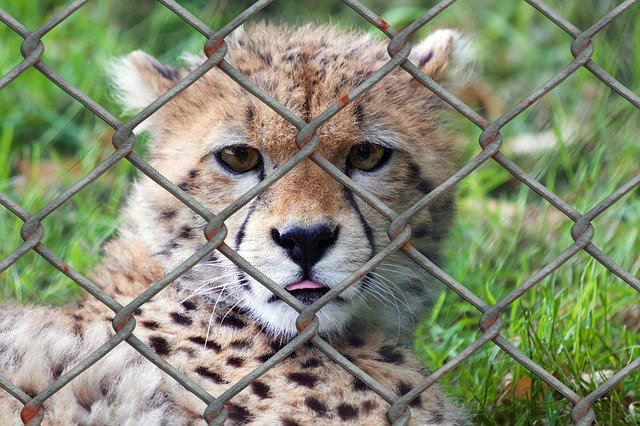 ECFTXinfo's tweet photo. Keep predators out and your pets in - with Elliott Construction and Fencing. Your #local #Metal #Construction &amp; #fencing specialists. https://t.co/6BynPIe6ht #EastTexas https://t.co/DRZGTRy9q6