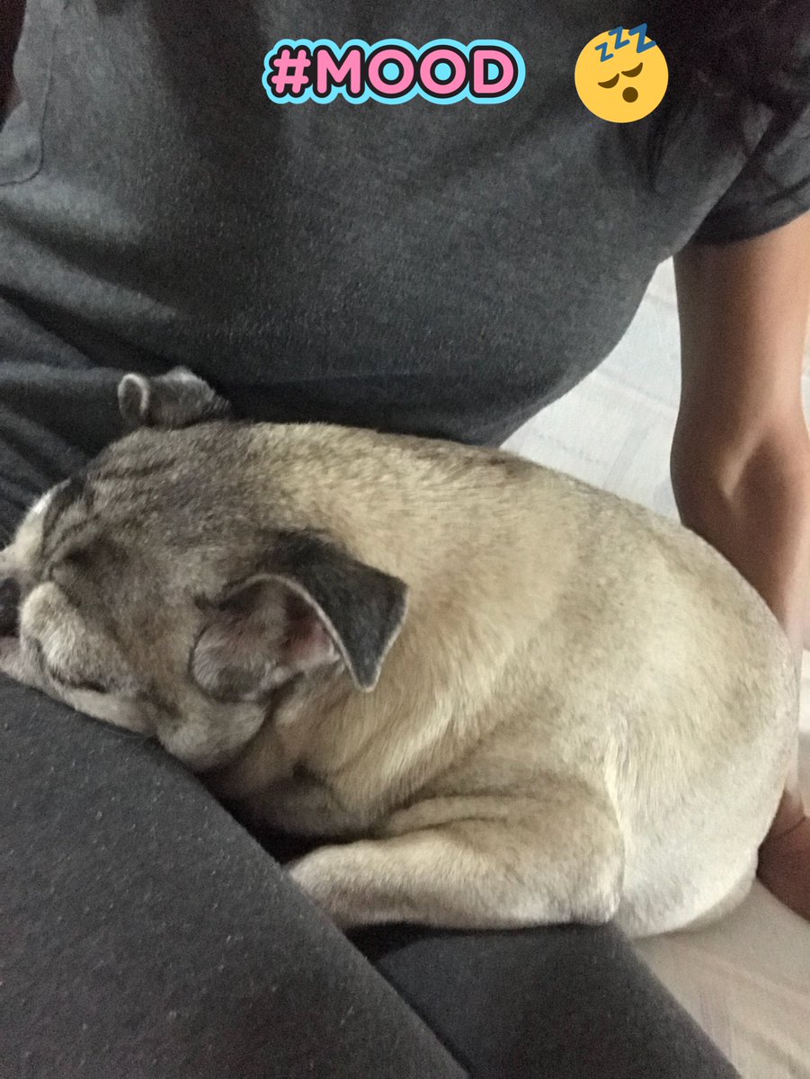 DraPug's tweet photo. No tengo corazón para despertarla, aunque se me haga tarde para ir a misa #Tasha #PugsNotDrugs #DraPug 😍 https://t.co/88juL5NrF8
