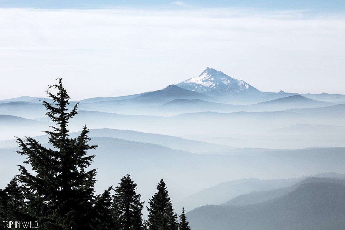 Trip in Wild tweet media