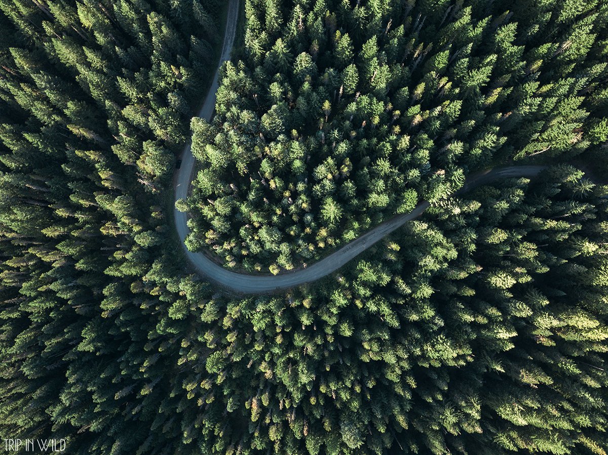 Trip in Wild tweet media