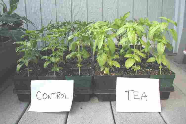 Wormganics's tweet image. Worm Composting Tea Benefits!!#wormcompost #wormcomposting #composting  #vermicomposting #worms #reducewaste #reusereducerecycle #recycle #education #learning #community #sustainableliving #farms #farmersmarket #pearlfarmersmarket #sanantoniofarmersmarket