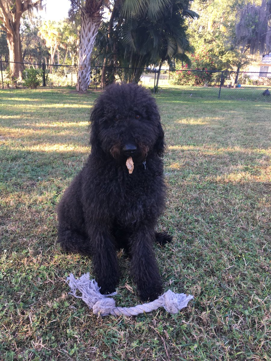 SterlingArcherH's tweet photo. Mulch.... it’s what’s for dinner. #Doodles #labradoodle https://t.co/XAzS1jwRgT
