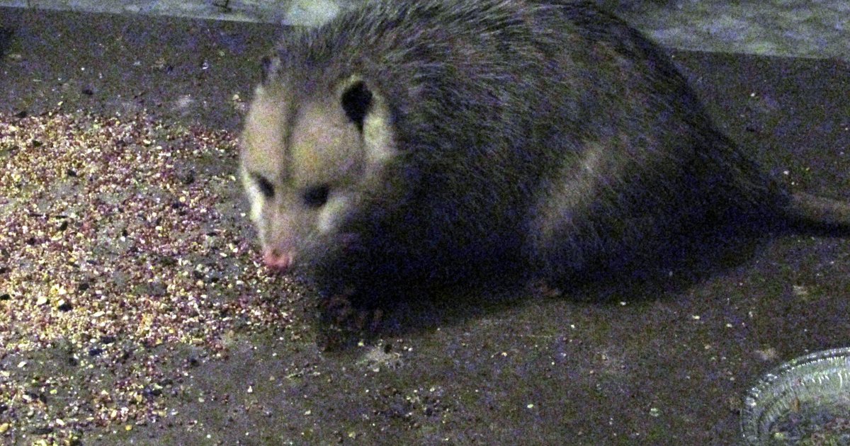 Opossum breaks into liquor store and gets drunk as a skunk dlvr.it/Q49Gg7