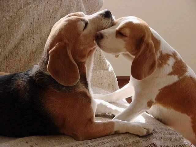 BeaglesCorner's tweet photo. The Love for Beagle's Love ❤️❤️❤️  So beautiful. . .😍 
(Pic by Susana Grimaldi Sheridan) https://t.co/g5npv7BJo6