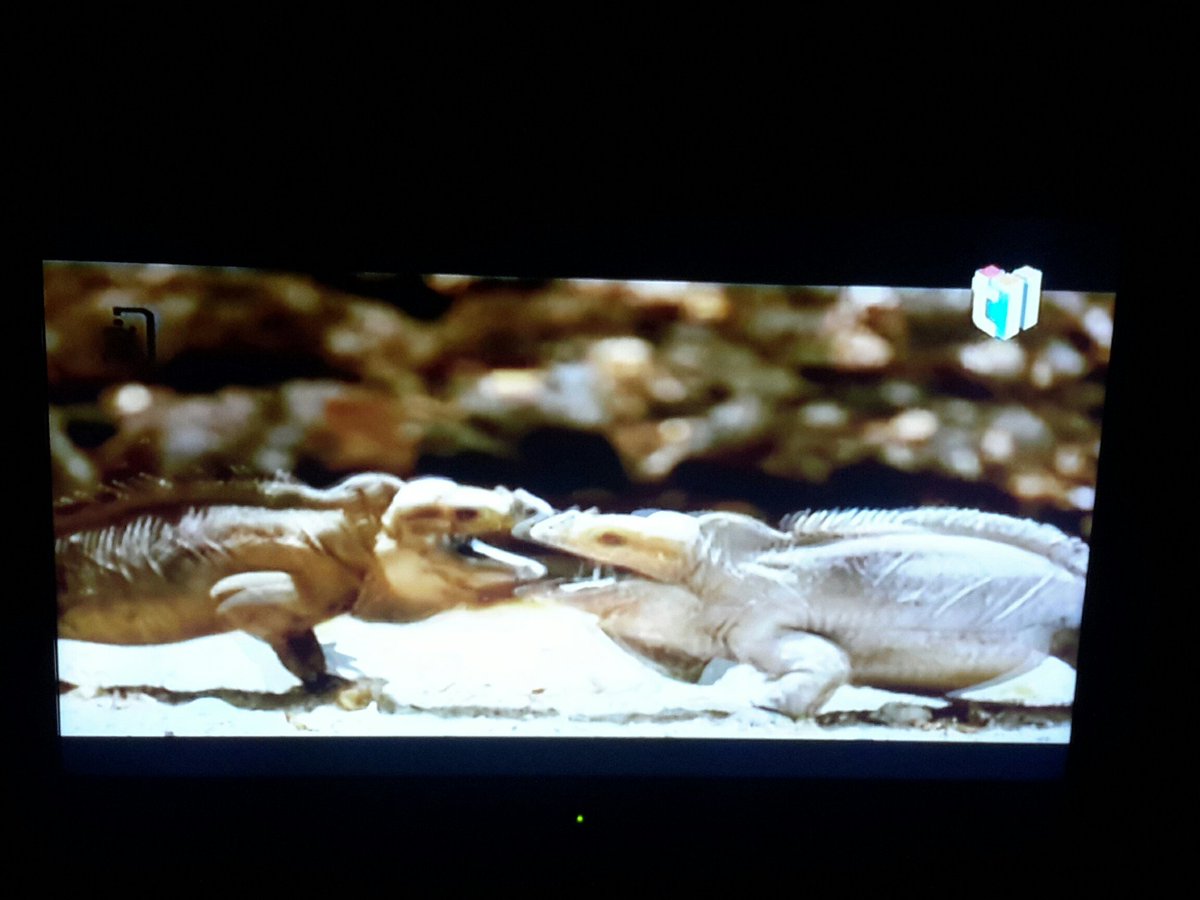 En_Coro_18's tweet photo. No sabia eso de la iguana @AndariegoDO #AndariegoDo https://t.co/BG2rZZzuOz