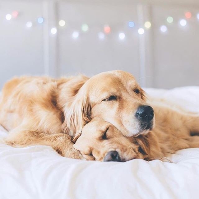 CookieSaysWoof's tweet photo. #BestDoggyPics: Reposting @surprisepawty:
Dreaming of Christmas presents 🎄🎁
.
.
.
📸: @lizzie.bear
#snapsharepawty #pawtybox #pawtypup #goldenretriever https://t.co/EUxKAQ5Z8E