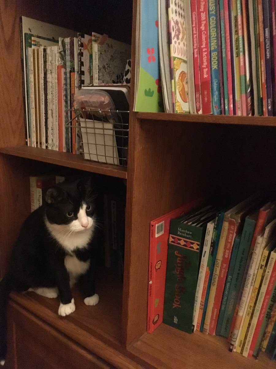 ShiroBadCat's tweet photo. Your books are in my tree house. https://t.co/FXJh6URaAn