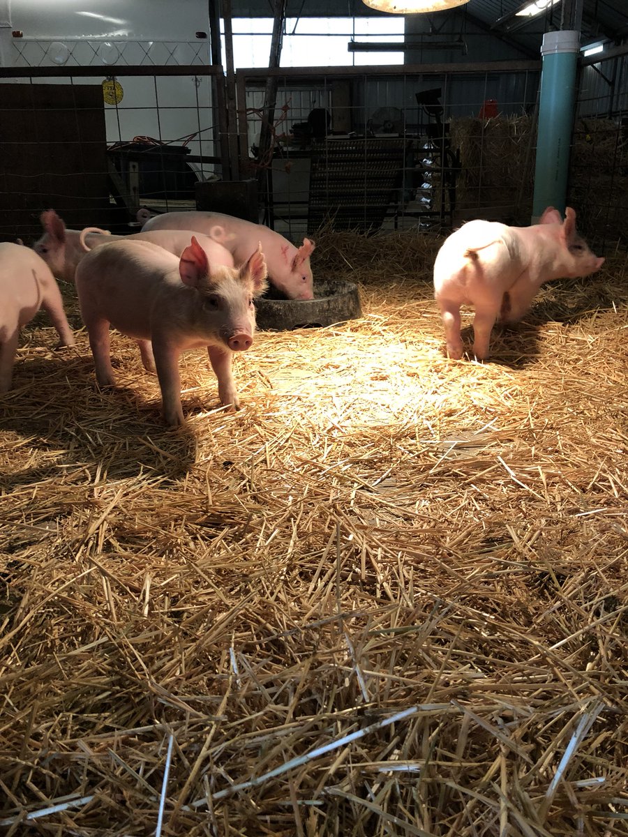 JessicaOlaiya's tweet photo. Our new friends are here. 🐷💕 #TeachAg #markethogs https://t.co/KKcqf7UhyR