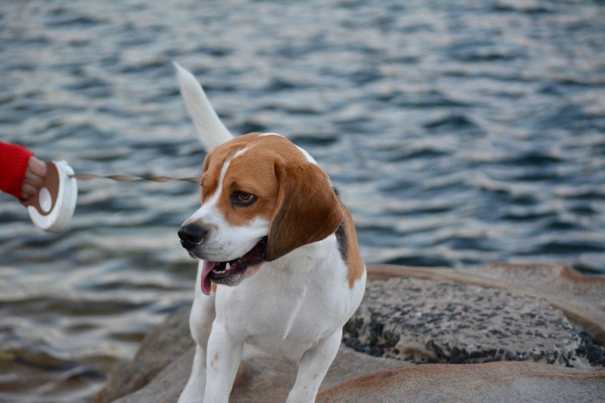 BeaglesCorner's tweet photo. Chip The Beagle! 😍🐶😍 Say if am I to your liking? https://t.co/pcyaa8yRDw