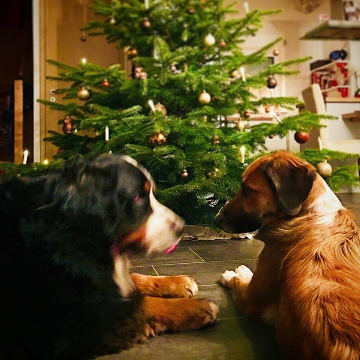 AStumptner's tweet photo. Vorweihnachtsbesuch bei Freunden #advent #weihnachtszeit #xmastime #dogs #serathedog #zeus #dogfriends #doglove #dogs #dogsxmas #hunde #hundefreunde #puppies via Facebook https://t.co/rMf3laRNO8 https://t.co/KN5sXlvDyu