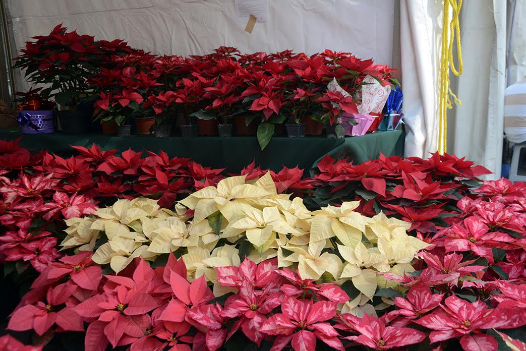 GobCDMX's tweet photo. Al adquirir flores en la #ExpoNochebuena estas apoyando a la recuperación económica de la zona rural de #CDMX https://t.co/wXmsDboTUK