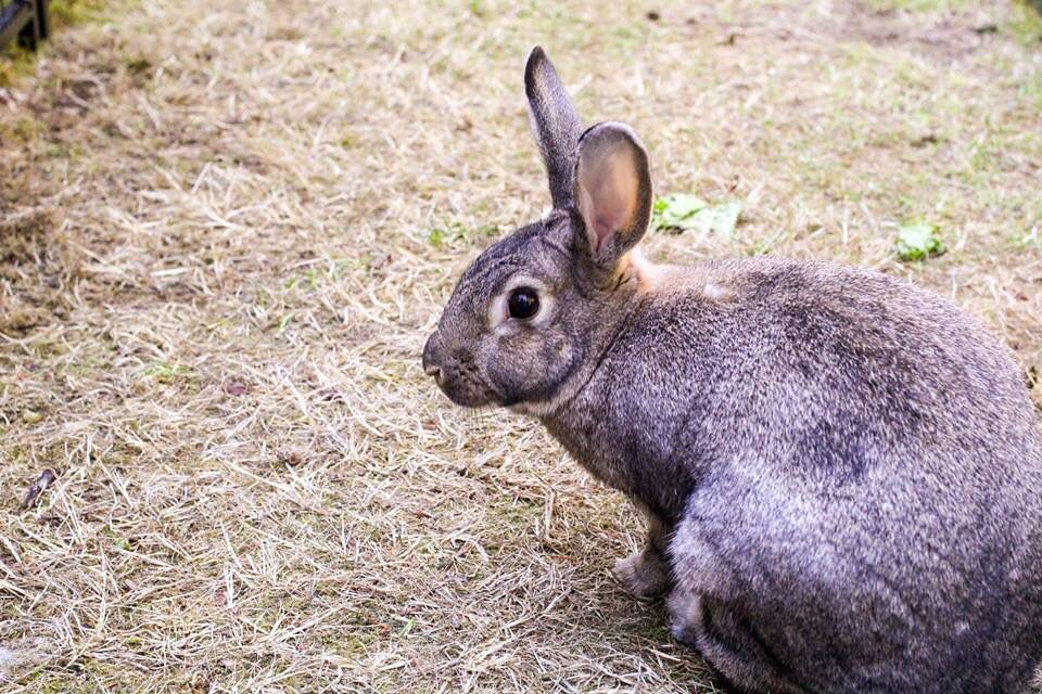 SpecialBunnyOrg's tweet photo. We'd love HOMES for the #holidays, and forever! Check out and please share these sweet faces, just some of our buns waiting for someone to love ❤️❤️❤️ #bunny #rabbit #houserabbit #pets #seattle #wa #nonprofit https://t.co/pls33LFfmw