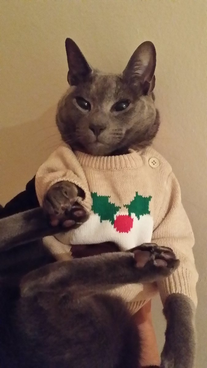 lndnpetsitting's tweet photo. #xmas #is #comimg #love #Bruce 🐈🐾❤ https://t.co/ze31cKnBgC