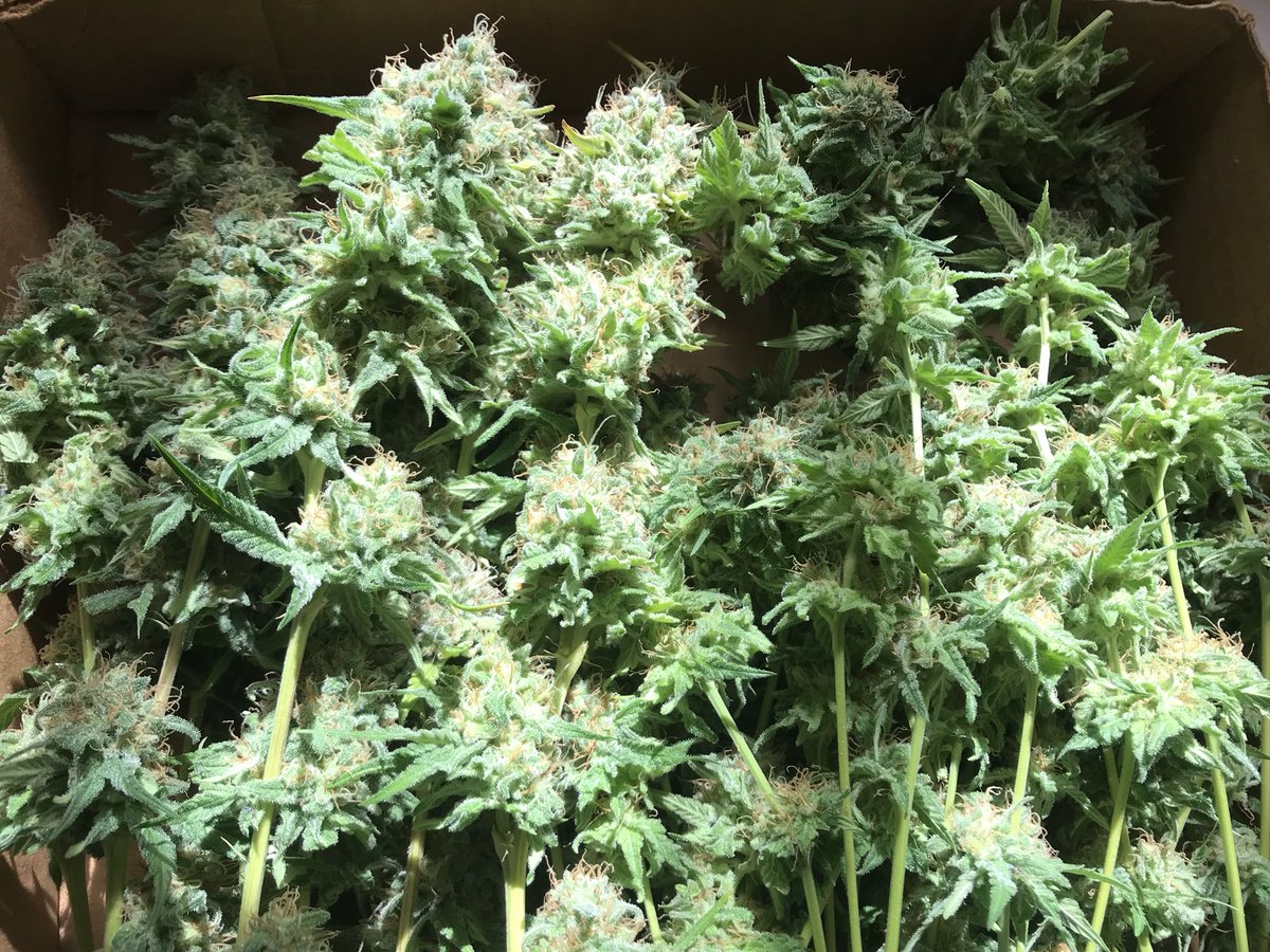 AZKushlife's tweet photo. Once again it’s time to harvest one of our faves 1989 #CannabisCup winner BIG BUD. Happy Sunday!! #azkush #cannabisnation #prettygoodsunday https://t.co/qoLdfhWihd