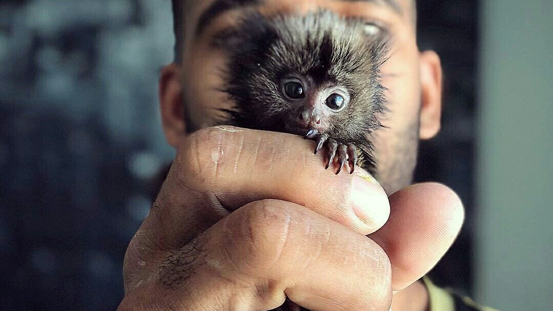 photojobsonline's tweet photo. 🐵📸 https://t.co/xESkkHUABT #photooftheday #animals https://t.co/bIjdlIEB2j