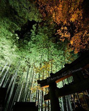 19年京都の紅葉ライトアップ 神秘的な青い星がまたたく日本庭園 青蓮院門跡 Kyotopi キョウトピ 京都観光情報 旅行 グルメ