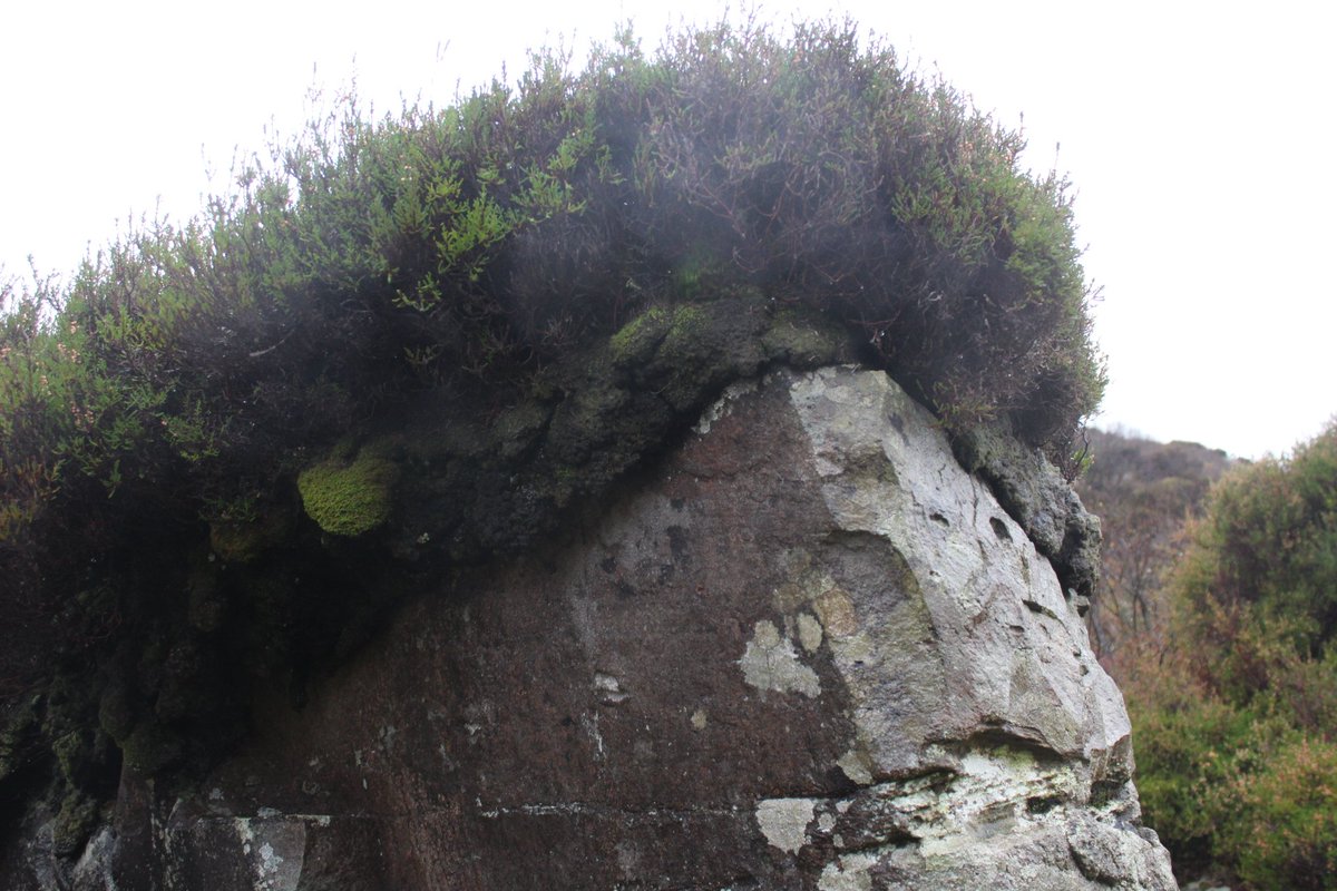 Came across this massive Rock on the mountains. And i thought, that rock has an Afro  😞 <a href="/NorriesOfCork/">Norries Of Cork</a> @RandomCorkStuff @Cork__Today <a href="/itscorklike/">CorkLike</a>