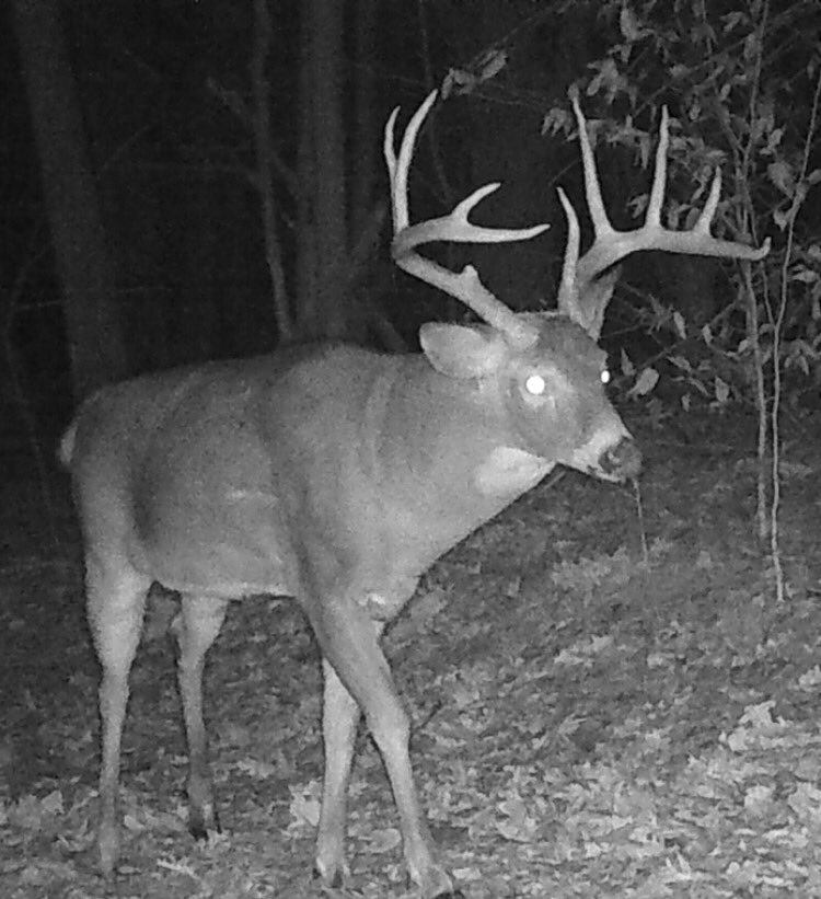 My target buck I call Pickett which I've been after for 4 years (dozens of pics, and sheds) fell to a group of guys driving deer on a neighboring property yesterday. I feel like I lost a member of the family. The grieving process may take some time. Lol.