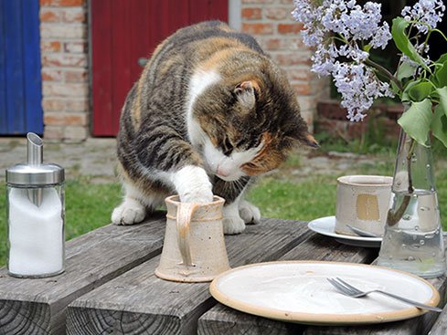 FNES's tweet photo. Marta Kaspar gives us some tips on calcium supplements for boneless meat. You can make your own! https://t.co/LBQHdTEDXC #cat #cats #feline #felinenutrition https://t.co/vSzNbfKGAS