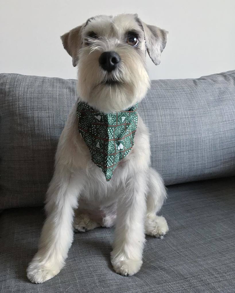 lildogbigcity's tweet photo. Officially off the “knotty” list. 🎄👍🏻🎅🏻
Thanks for the fresh cut @thegroomroom_ —
.
.
.
.
#miniatureschnauzer #minischnauzer #schnauzer #schnauzersoftoronto #norm #instapets #instadog #dogsofinstagram #dogstagram #puppylove #toronto #torontodo… https://t.co/9HTWQmh0NG https://t.co/yDXSCvcvya