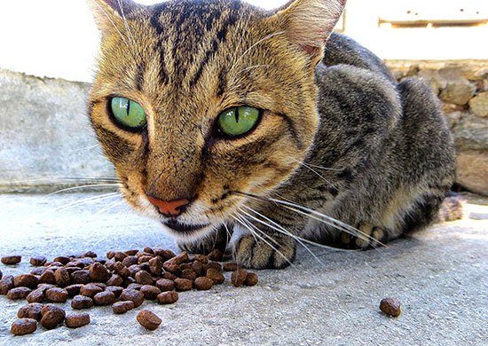FNES's tweet photo. Is your cat constantly hungry? That dry food may be why. Dr Díaz explains. https://t.co/VxC8C9OJRT #cat #cats #feline #felinenutrition https://t.co/vUWnSNHBGO